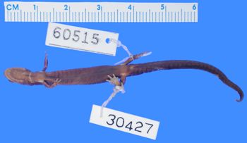 Media type: image; Herpetology A-30427